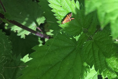 Nemophora degeerella