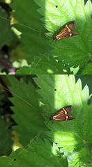 Nemophora degeerella