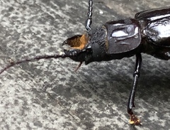 Mallodon dasystomus