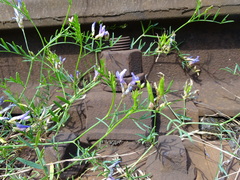 Astragalus arenarius