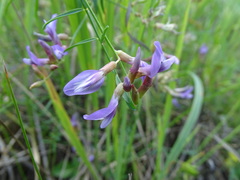 Astragalus arenarius
