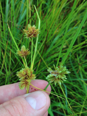 Cyperus acuminatus