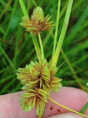 Cyperus acuminatus