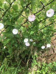 Convolvulus arvensis