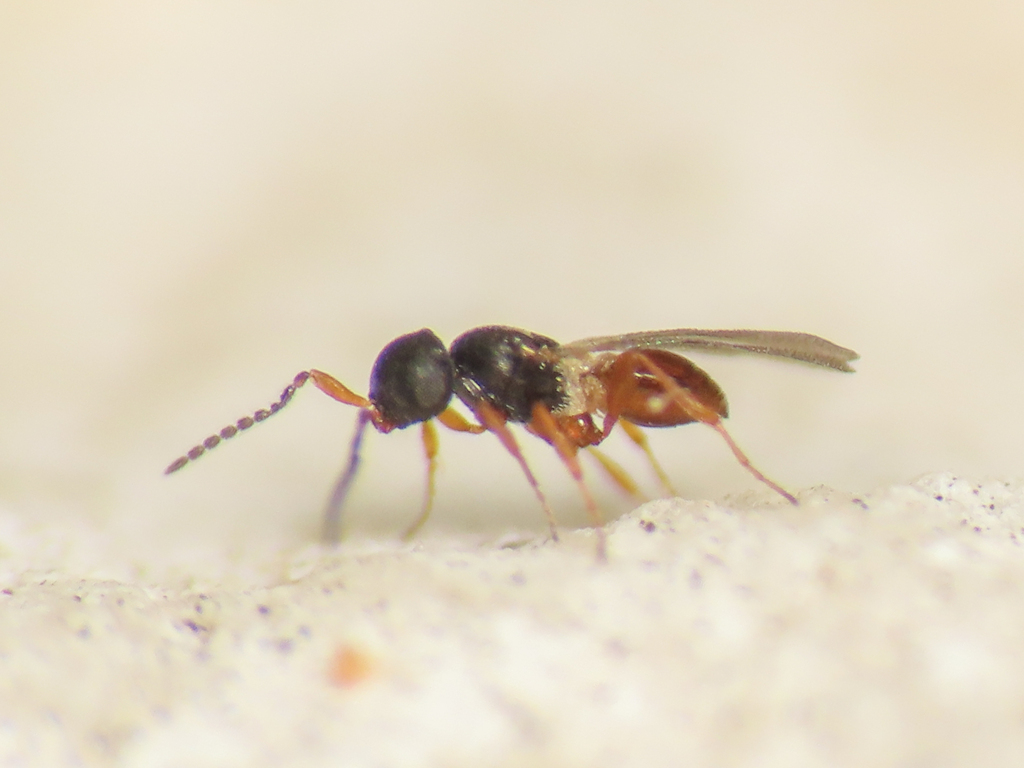Isolia