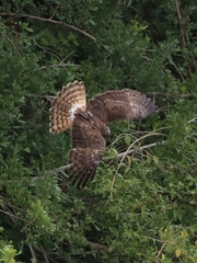 Malagasy Marsh Harrier photo 4