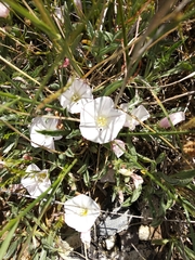 Convolvulus lineatus