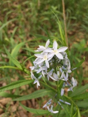 Amsonia ciliata