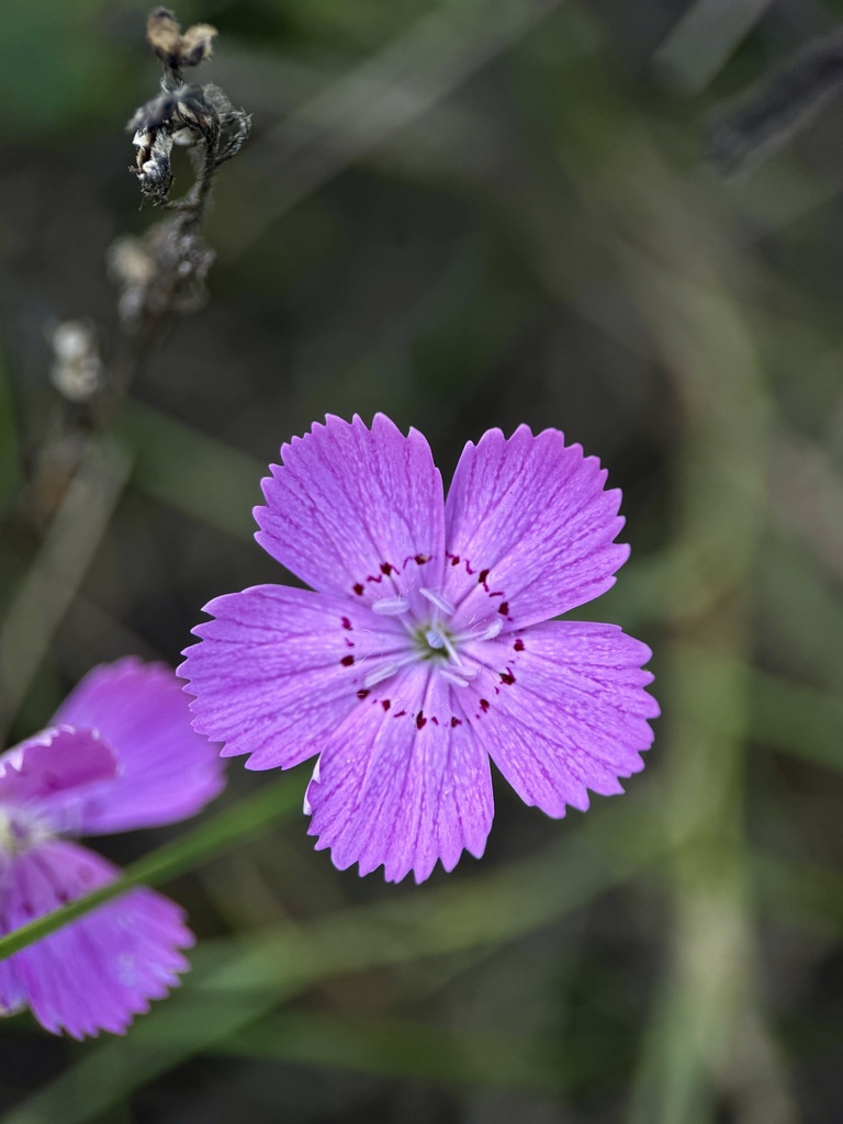 Dianthus campestris