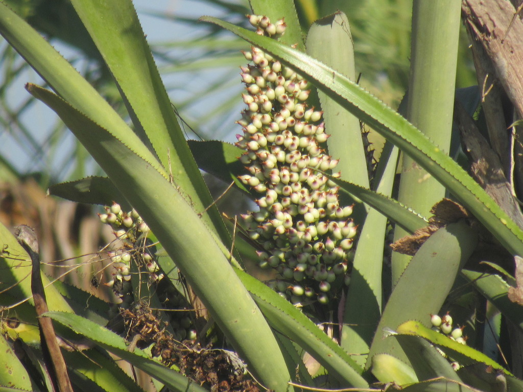 Aechmea matudae