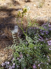 Astragalus bicristatus