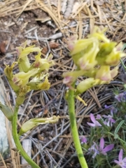 Astragalus bicristatus