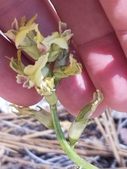Astragalus bicristatus