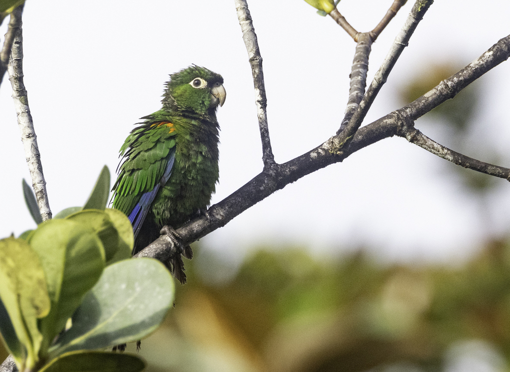 Fiery-shouldered Parakeet