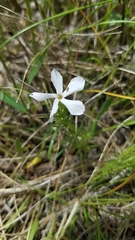 Phlox andicola