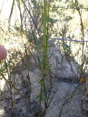 Asparagus kraussianus