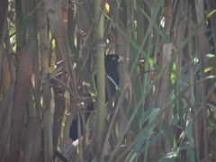 Amblycercus holosericeus