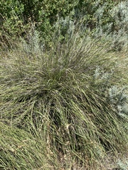 Festuca californica