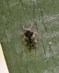 Melanoliarus placitus