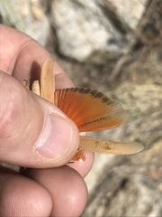 Tomonotus ferruginosus