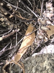 Tomonotus ferruginosus