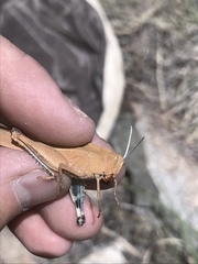 Tomonotus ferruginosus