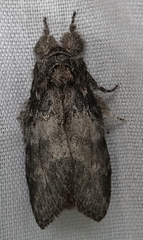 Peridea angulosa