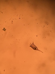 Keratella cochlearis