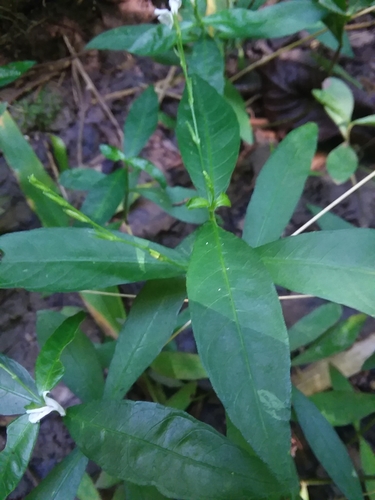 Image of Justicia lanceolata by (c) Will McFarland, some rights reserved (CC BY)