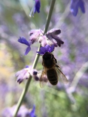Apis mellifera