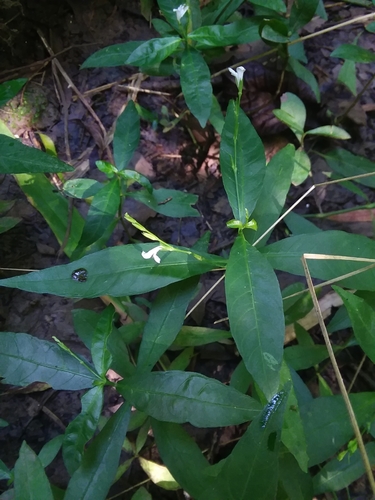Image of Justicia lanceolata by (c) Will McFarland, some rights reserved (CC BY)