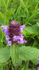 Prunella vulgaris