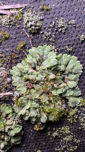Image of Riccia glauca by (c) Павлик Лисицын, some rights reserved (CC BY)