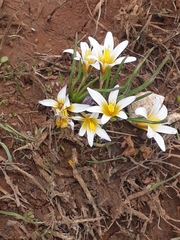 Romulea nivalis