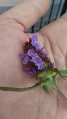 Prunella vulgaris