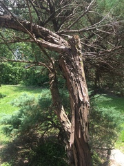 Juniperus virginiana