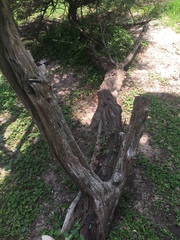 Juniperus virginiana