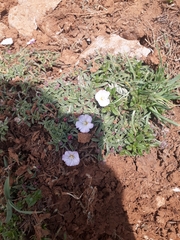 Convolvulus libanoticus