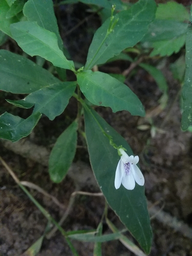 Image of Justicia lanceolata by (c) Will McFarland, some rights reserved (CC BY)