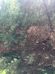 Juniperus virginiana