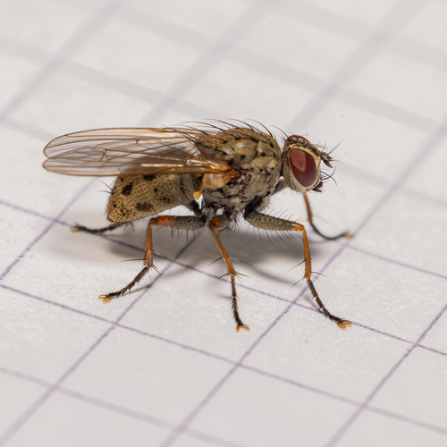 Common Tiger Fly