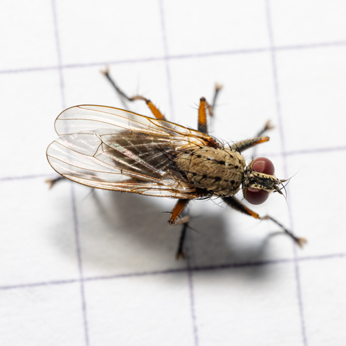 Common Tiger Fly