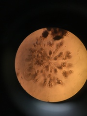 Conochilus hippocrepis