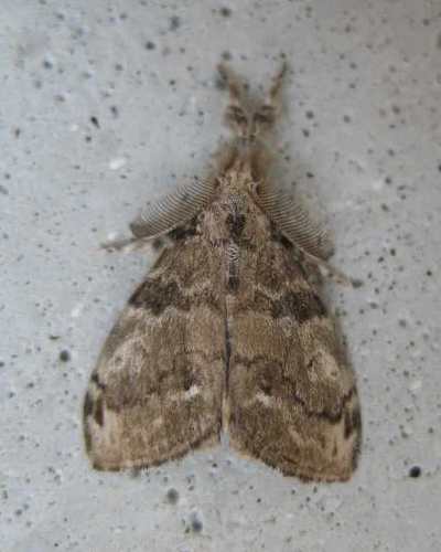 White-marked Tussock Moth photo 4
