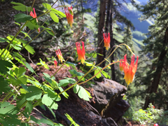 Aquilegia elegantula