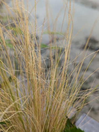 Image of Nassella tenuissima by no rights reserved
