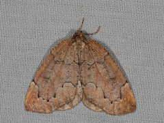 Spodolepis substriataria