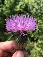Cirsium engelmannii