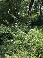 Cirsium engelmannii