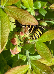 Vespula acadica